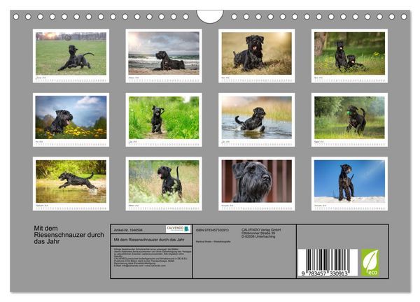 Produktbild: Mit dem Riesenschnauzer durch das Jahr (Wandkalender 2026 DIN A4 quer), CALVENDO Monatskalender