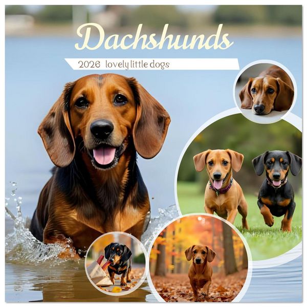 Dachshunds - lovely little dogs (Wall Calendar 2026 12 × 12 Inch) CALVENDO 12 Month Wall Calendar