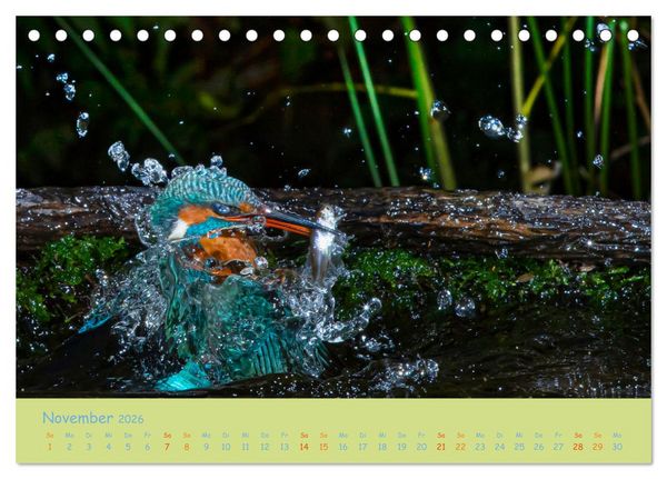 Produktbild: Eisv&ouml;gel, faszinierende kleine Flieger. (Tischkalender 2026 DIN A5 quer), CALVENDO Monatskalender