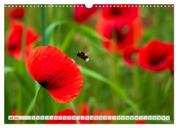 Produktbild: Bienen und Hummeln in Aktion (Wandkalender 2026 DIN A3 quer), CALVENDO Monatskalender