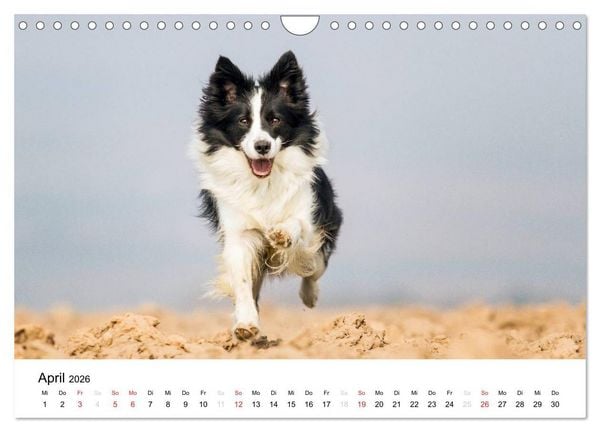 Produktbild: Border Collies 2026 (Wandkalender 2026 DIN A4 quer), CALVENDO Monatskalender