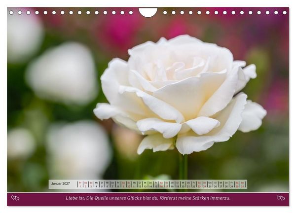 Produktbild: Rosen, Liebe ist (Wandkalender 2027 DIN A4 quer), CALVENDO Monatskalender