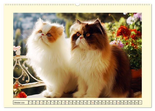 Produktbild: Perserkatzen. Zauberhaft, sanft, anh&auml;nglich und wundersch&ouml;n (hochwertiger Premium Wandkalender 2026 DIN A2 quer), Kunstdruck in Hochglanz