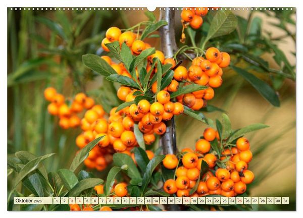 Produktbild: Essbare Wildfr&uuml;chte. Aromatische K&ouml;stlichkeiten aus der Natur (hochwertiger Premium Wandkalender 2026 DIN A2 quer), Kunstdruck in Hochglanz