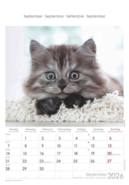 Katzen 2026 - Bildkalender 23,7x34 cm - Kalender mit Platz für Notizen - mit vielen Zusatzinformationen - Cats - Wandkalender - Alpha Edition