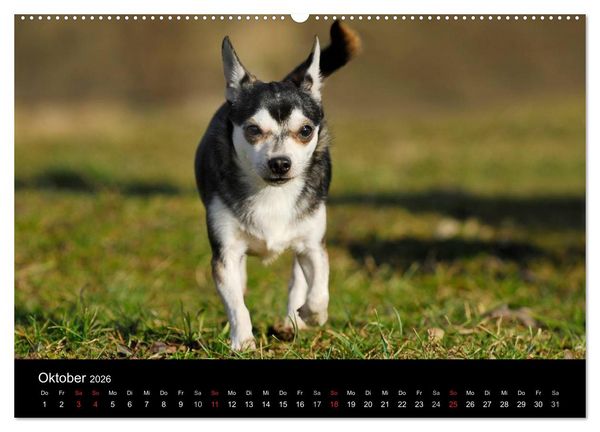 Produktbild: Chihuahua - Kleine Hunde ganz gro&szlig; (hochwertiger Premium Wandkalender 2026 DIN A2 quer), Kunstdruck in Hochglanz