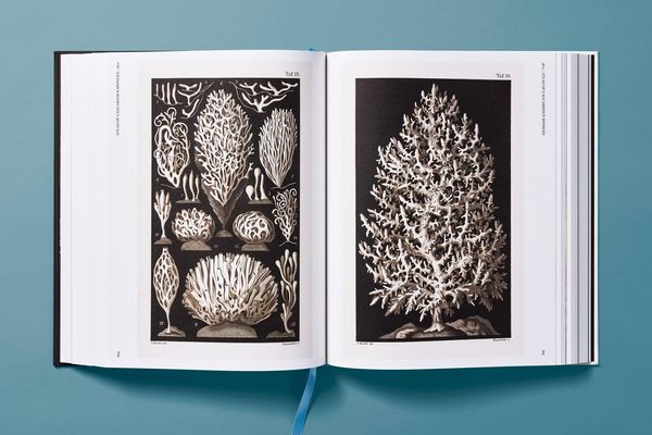 Produktbild: The Art and Science of Ernst Haeckel