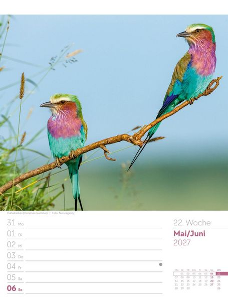 Produktbild: V&ouml;gel Wochenplaner Kalender 2027