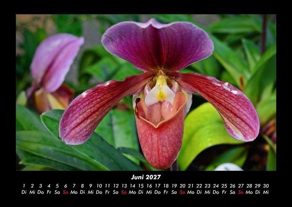 Produktbild: Blumentr&auml;ume 2027 Fotokalender DIN A3