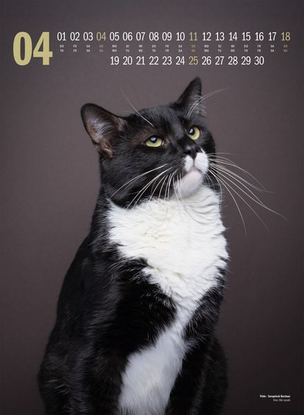 Produktbild: Catography Katzen-Kalender 2027
