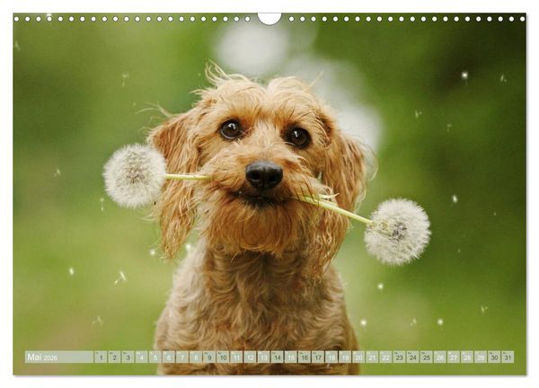 Produktbild: DACKELmix Elli Pirelli (Wandkalender 2026 DIN A3 quer), CALVENDO Monatskalender