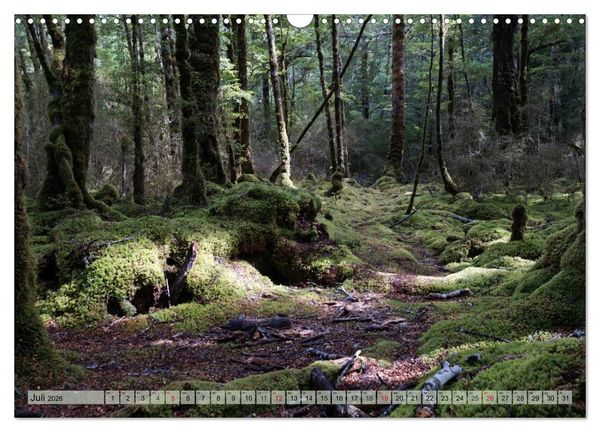 Produktbild: Prim&auml;rwald - Neuseeland (Wandkalender 2026 DIN A3 quer), CALVENDO Monatskalender