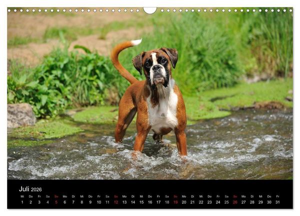 Produktbild: Boxer ? Was sonst ! (Wandkalender 2026 DIN A3 quer), CALVENDO Monatskalender