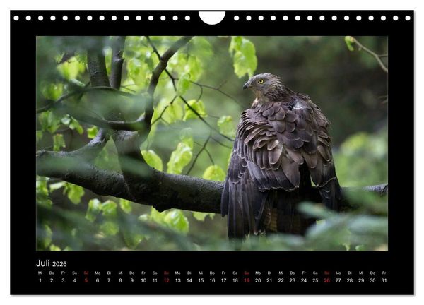 Produktbild: Wolf, Luchs und Co. - Tierbilder aus dem Bayerischen Wald (Wandkalender 2026 DIN A4 quer), CALVENDO Monatskalender