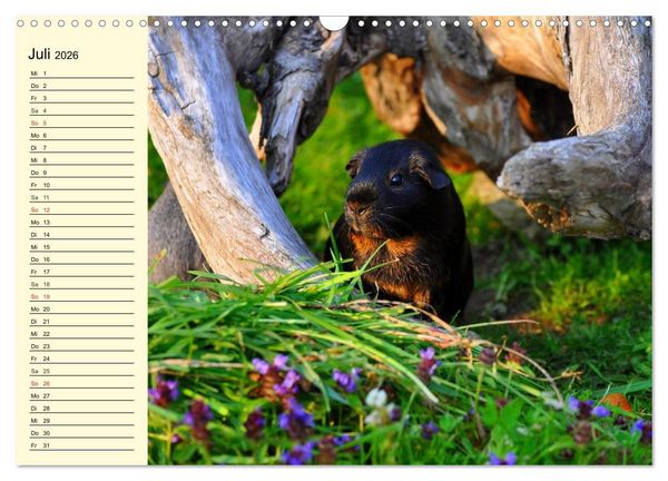 Produktbild: Meerschweinchen. Geliebte Nager (Wandkalender 2026 DIN A3 quer), CALVENDO Monatskalender