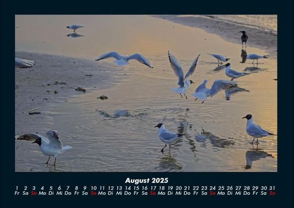 Produktbild: M&ouml;wen 2025 Fotokalender DIN A4