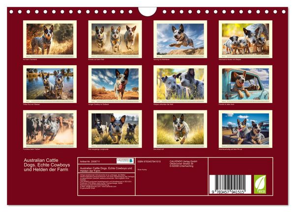 Produktbild: Australian Cattle Dogs. Echte Cowboys und Helden der Farm (Wandkalender 2026 DIN A4 quer), CALVENDO Monatskalender