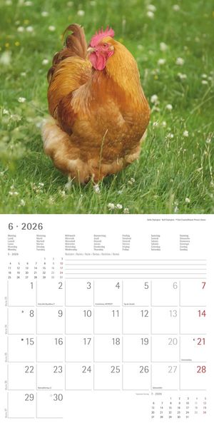 Produktbild: Hühner 2026 - Broschürenkalender 30x30 cm (30x60 geöffnet) - Kalender mit Platz für Notizen - Hühner - Bildkalender - Wandkalender - Hühnerkalender