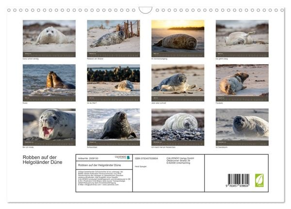 Produktbild: Robben auf der Helgol&auml;nder D&uuml;ne (Wandkalender 2026 DIN A3 quer), CALVENDO Monatskalender