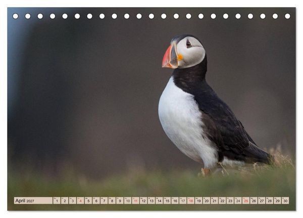Produktbild: Papageitaucher - Puffins (Tischkalender 2027 DIN A5 quer), CALVENDO Monatskalender