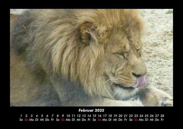 Produktbild: L&ouml;wen in der Wildnis 2025 Fotokalender DIN A3
