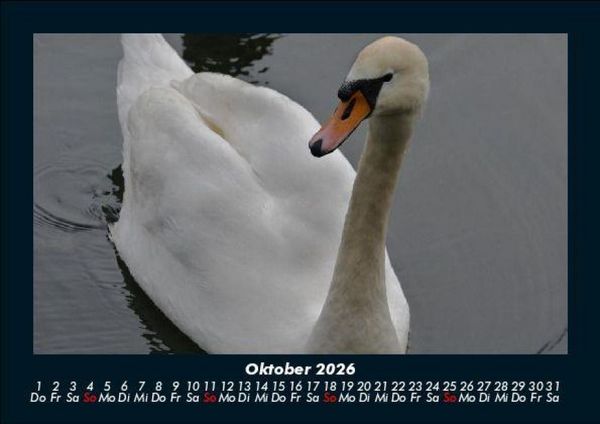 Produktbild: Welt der V&ouml;gel 2026 Fotokalender DIN A5