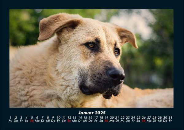 Produktbild: Hundezauber 2025 Fotokalender DIN A4