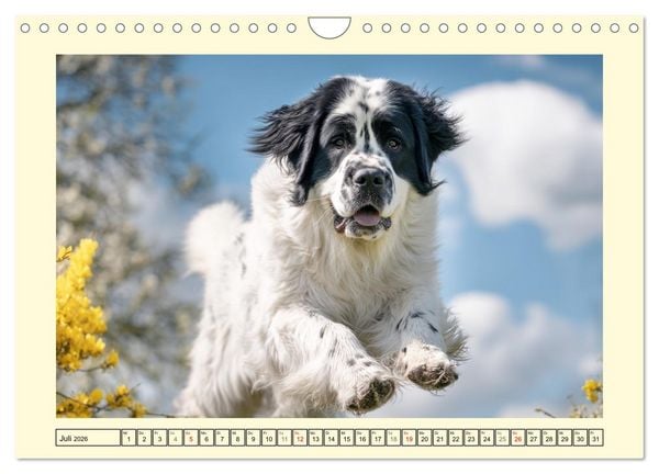 Produktbild: Landseer in der Natur. Majest&auml;tische und sanfte Hundeseelen (Wandkalender 2026 DIN A4 quer), CALVENDO Monatskalender