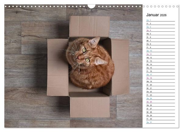 Produktbild: Karton Katzen (Wandkalender 2026 DIN A3 quer), CALVENDO Monatskalender