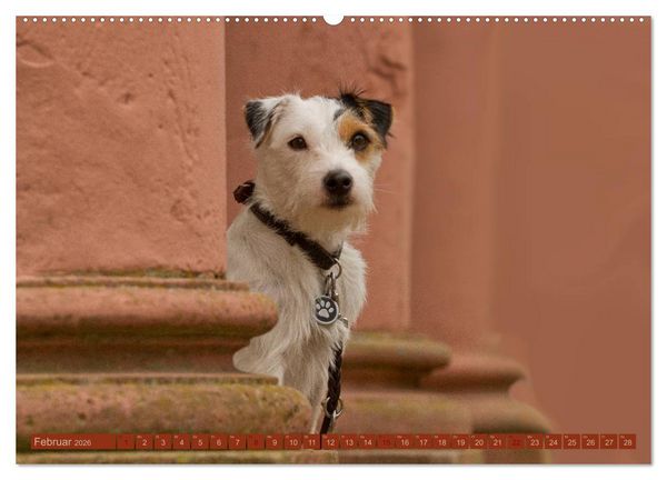Produktbild: Faszination Hund (Wandkalender 2026 DIN A2 quer), CALVENDO Monatskalender