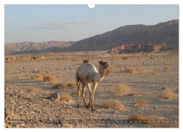 Produktbild: Impressionen Kameltrekking Sinai 2026 (Wandkalender 2026 DIN A3 quer), CALVENDO Monatskalender
