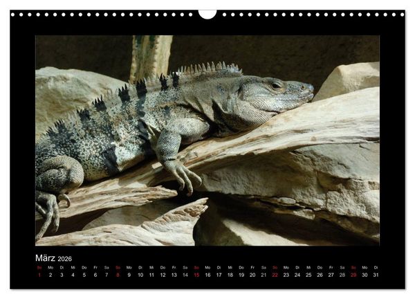 Produktbild: Faszinierende Reptilien (Wandkalender 2026 DIN A3 quer), CALVENDO Monatskalender