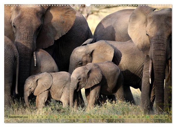 Produktbild: Afrika - im Reich der Elefanten (hochwertiger Premium Wandkalender 2026 DIN A2 quer), Kunstdruck in Hochglanz