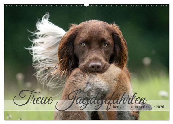Treue Jagdgefährten Der kleine Münsterländer (Wandkalender 2026 DIN A2 quer), CALVENDO Monatskalender