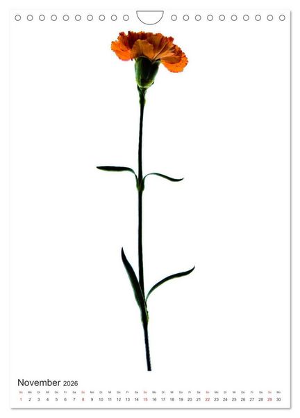 Produktbild: Blumen pur (Wandkalender 2026 DIN A4 hoch), CALVENDO Monatskalender