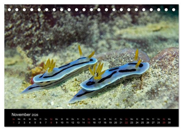 Produktbild: Unterwasserwelt Nacktschnecken (Tischkalender 2026 DIN A5 quer), CALVENDO Monatskalender