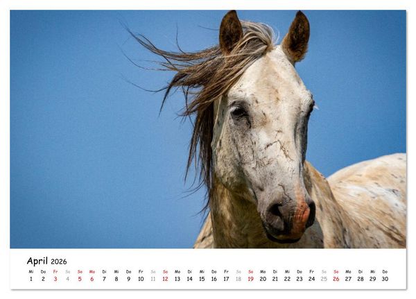Produktbild: Wildpferde am Kruzi Plateau (Tischkalender 2026 DIN A5 quer), CALVENDO Monatskalender