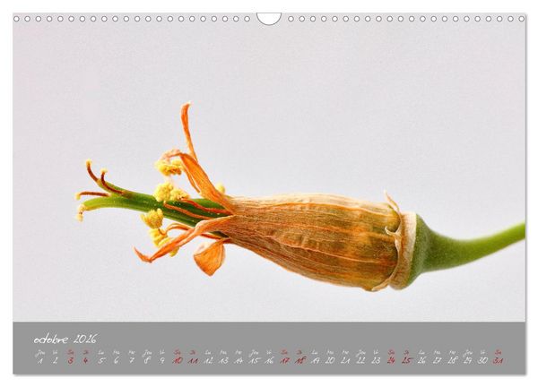 Produktbild: Des fleurs sur le chemin du matin (Calendrier mural 2026 DIN A3 vertical), CALVENDO calendrier mensuel