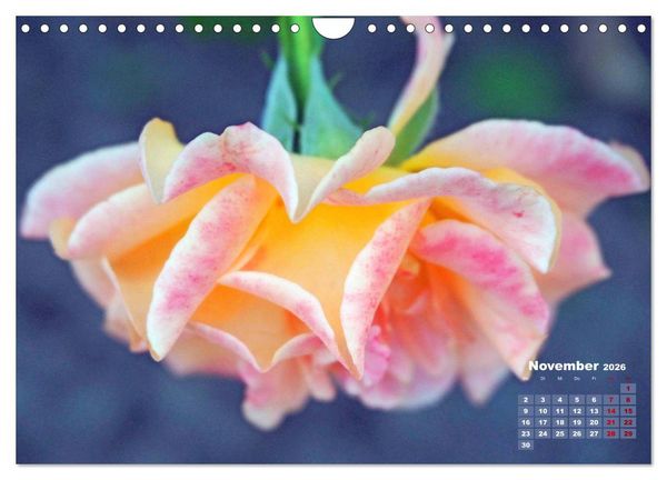 Produktbild: Rosen, die K&ouml;nigin der Blumen (Wandkalender 2026 DIN A4 quer), CALVENDO Monatskalender