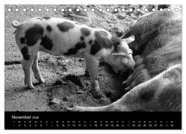 Produktbild: Das Leben der Schweine (Tischkalender 2026 DIN A5 quer), CALVENDO Monatskalender