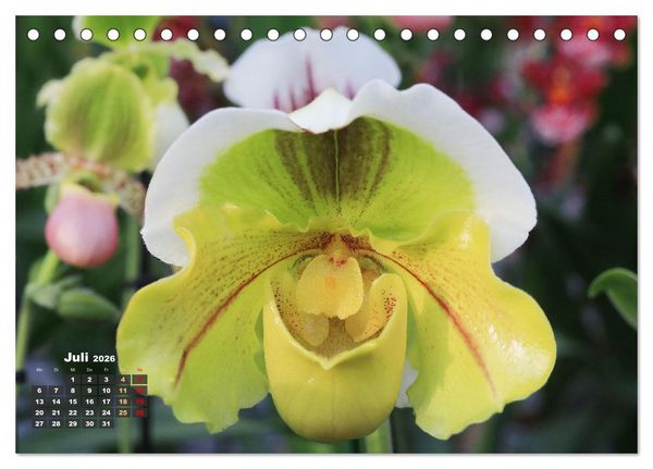Produktbild: Pr&auml;chtige Orchideen (Tischkalender 2026 DIN A5 quer), CALVENDO Monatskalender