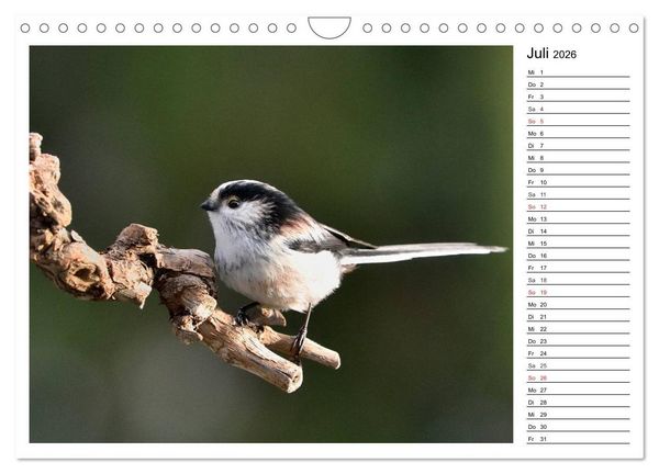 Produktbild: Gefiederte Freunde - Unsere heimischen Gartenv&ouml;gel (Wandkalender 2026 DIN A4 quer), CALVENDO Monatskalender