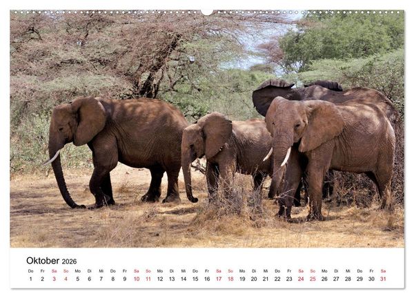 Produktbild: Elefanten Afrikas (Wandkalender 2026 DIN A2 quer), CALVENDO Monatskalender