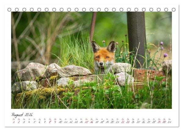Produktbild: F&uuml;chse - zauberhafte Seelen (Tischkalender 2026 DIN A5 quer), CALVENDO Monatskalender