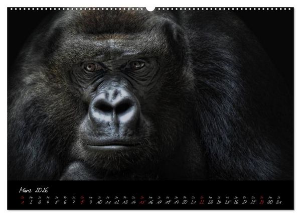Produktbild: Gorilla (Wandkalender 2026 DIN A2 quer), CALVENDO Monatskalender