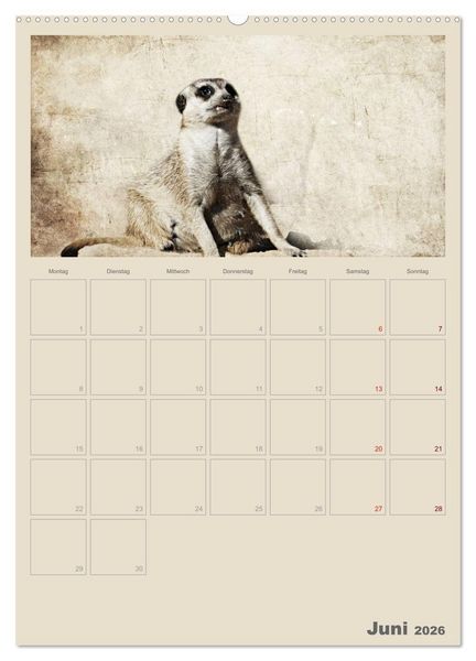 Produktbild: Lustige Erdm&auml;nnchen (hochwertiger Premium Wandkalender 2026 DIN A2 hoch), Kunstdruck in Hochglanz