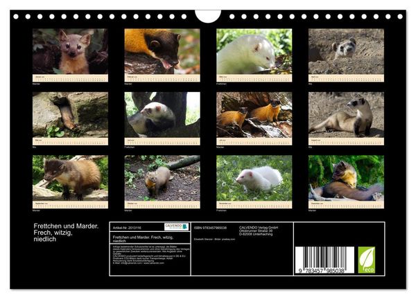 Produktbild: Frettchen und Marder. Frech, witzig, niedlich (Wandkalender 2026 DIN A4 quer), CALVENDO Monatskalender