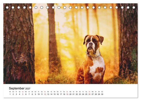 Produktbild: Deutscher Boxer (Tischkalender 2027 DIN A5 quer), CALVENDO Monatskalender