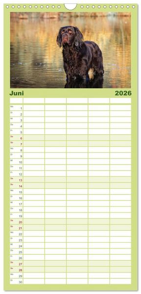 Produktbild: Familienplaner 2026 - Jagdhund im Portrait - Deutsch Langhaar mit 5 Spalten (Wandkalender, 21 x 45 cm) CALVENDO