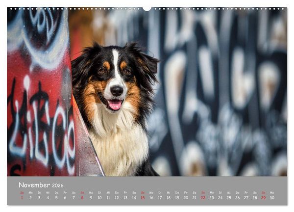 Produktbild: Hunde und Graffiti (Wandkalender 2026 DIN A2 quer), CALVENDO Monatskalender